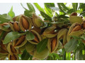 sadnice-badema-small-1