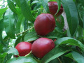 sadnice-nektarine-small-2