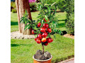 patuljaste-mini-sadnice-small-3