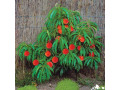 patuljaste-mini-sadnice-small-1
