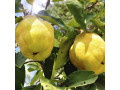 sadnice-dunje-small-2