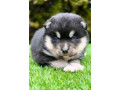 pomsky-pomski-patuljasti-i-mini-small-4