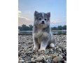 pomsky-pomski-patuljasti-i-mini-small-1