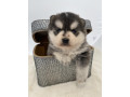 pomsky-pomski-patuljasti-i-mini-small-0