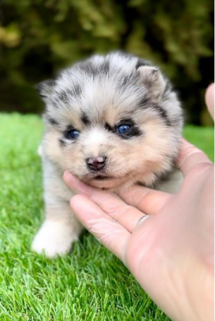 pomsky-pomski-patuljasti-i-mini-big-3