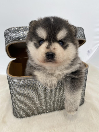 pomsky-pomski-patuljasti-i-mini-big-0