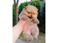 pomeranac-top-zenka-small-2