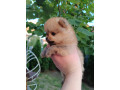 pomeranac-top-zenka-small-4