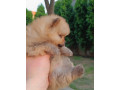 pomeranac-top-zenka-small-3