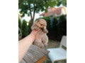 pomeranac-top-zenka-small-1