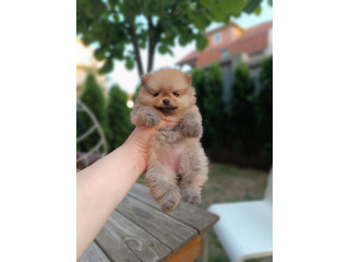 Pomeranac Top zenka
