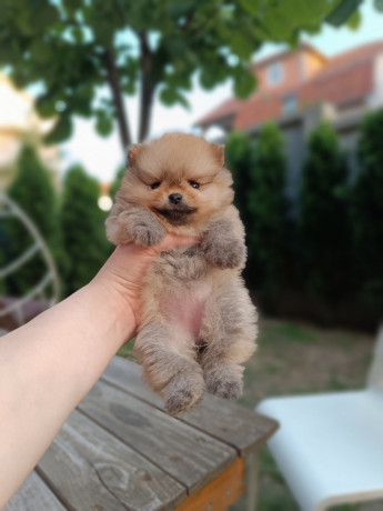 pomeranac-top-zenka-big-0