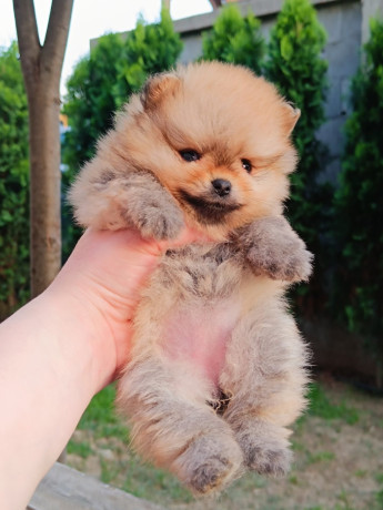 pomeranac-top-zenka-big-2