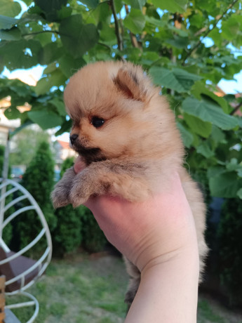 pomeranac-top-zenka-big-4