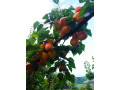 otvorene-rezervacije-za-kalemljeni-orah-sadnice-voca-i-vinove-loze-sezona-20252026-small-4