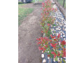 fotinija-red-robin-ziva-ograda-small-2
