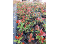 fotinija-red-robin-ziva-ograda-small-1