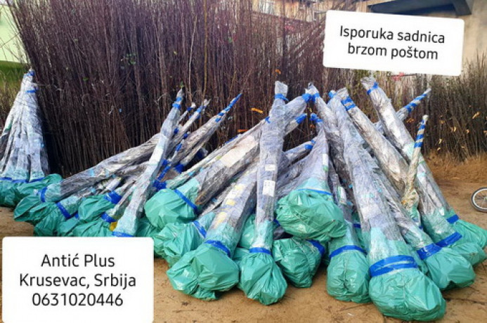 sadnice-lesnika-sljive-tresnje-i-visnje-po-ceni-od-120din-big-2