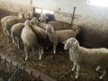 jaganjci-za-klanje-ili-priplod-small-0