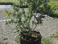 sadnice-borovnice-sertifikovane-dvogodisnje-i-trogodisnje-small-0