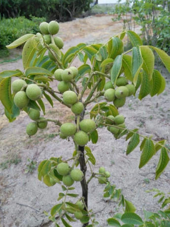 sadnice-kalemljenog-oraha-big-2
