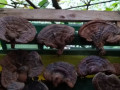 ganoderma-lucidum-reishi-gljiva-hrastova-sjajnica-small-1