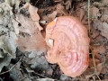 ganoderma-lucidum-reishi-gljiva-hrastova-sjajnica-small-0
