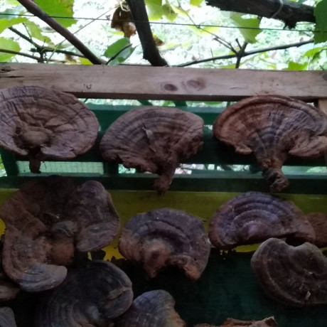 ganoderma-lucidum-reishi-gljiva-hrastova-sjajnica-big-1