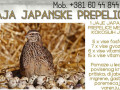 jaja-japanskih-prepelica-oplodjena-small-0