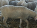 ovce-na-prodaju-small-2