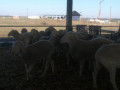 ovce-na-prodaju-small-1