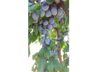 Vocne sadnice - Sorte voća za organsku proizvodnju