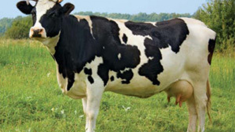 krave-junice-i-telad-na-prodaju-big-3